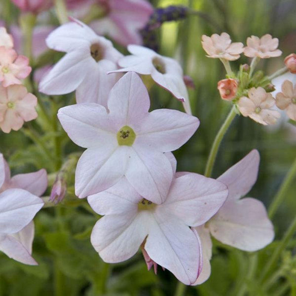 Nicotiana Appleblossom Flower Punnet