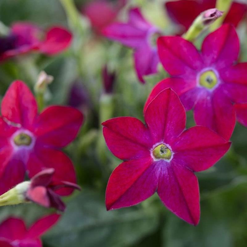 Nicotiana Crimson Flower Punnet