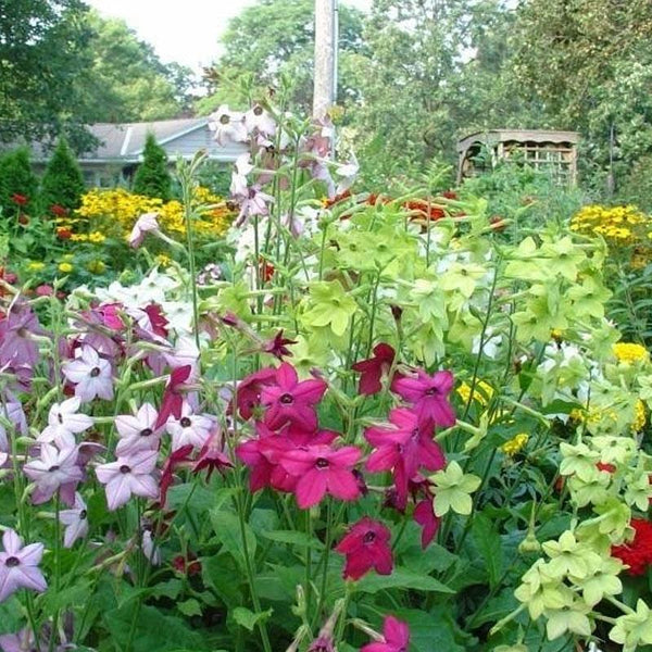 Nicotiana Mix Flower Punnet