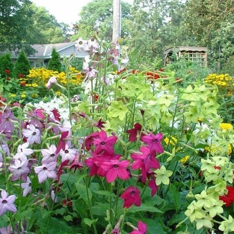 Nicotiana Mix Flower Punnet