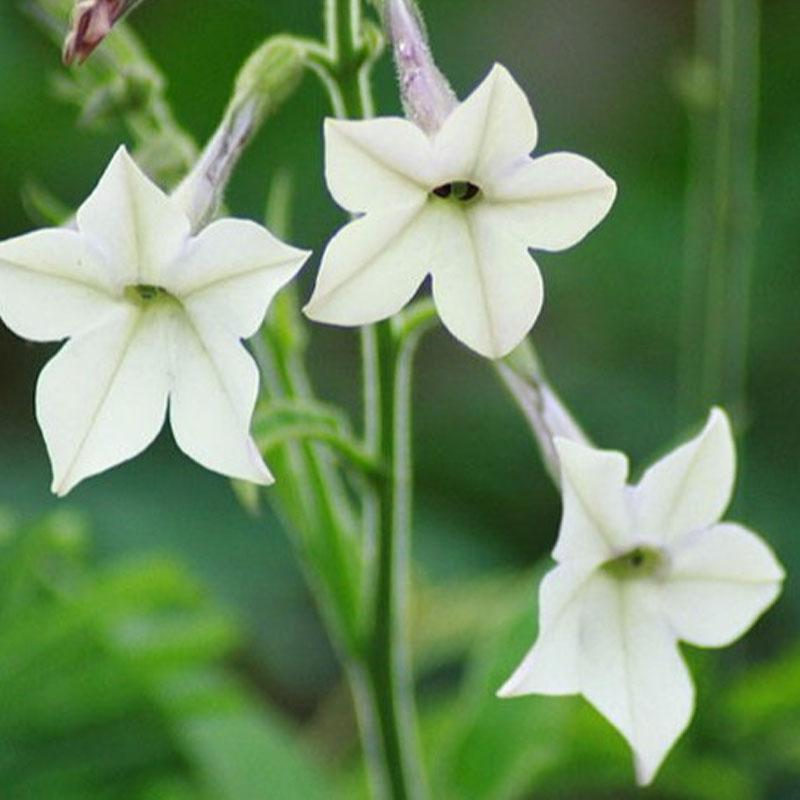 Nicotiana White Flower Punnet