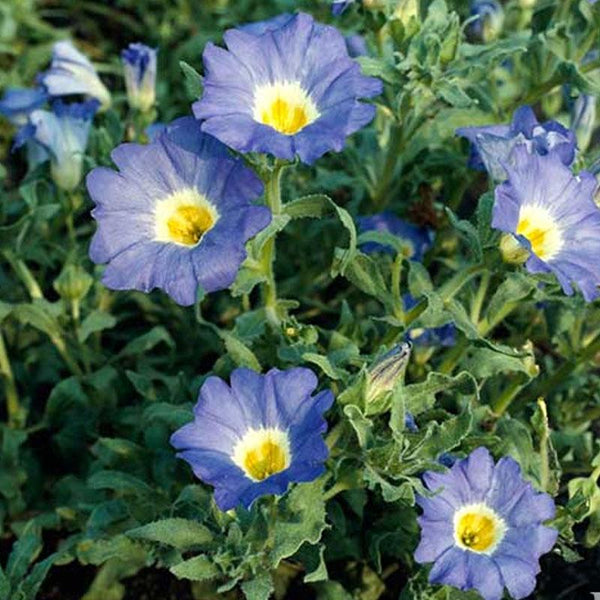 Nolana Blue Flower Punnet
