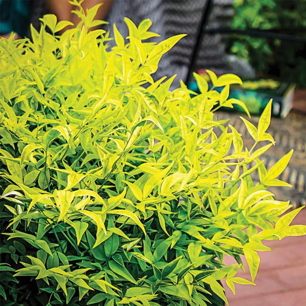 Nandina Lemon And Lime - 2.4L