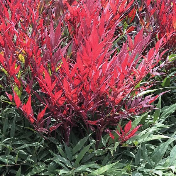 Nandina Little Flick - 1.9L