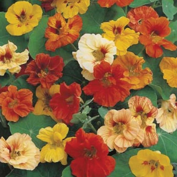 Nasturtium Jewel Mixed Seed