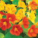 Nasturtium Jewel Mixed