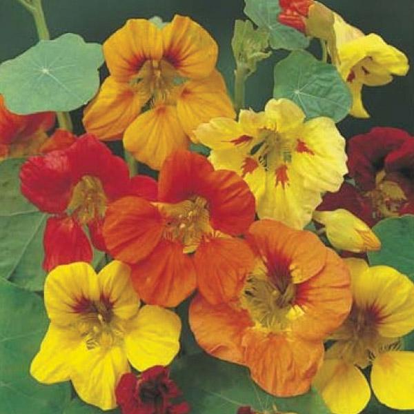 Nasturtium Trailing Mixed Seed