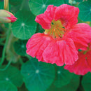 Nasturtium Cherry Rose