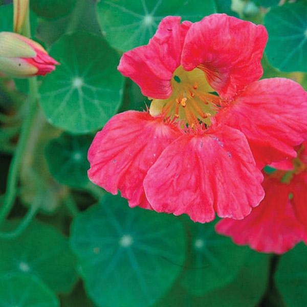 Nasturtium Jewel Cherry Rose Seed