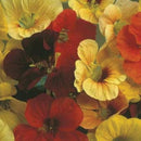 Nasturtium Tip Top Mixed Seed