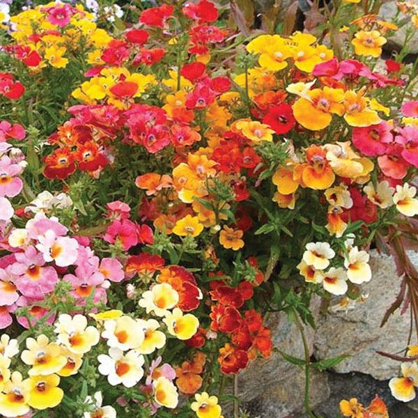 Nemesia Mix Flower Punnet