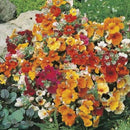 Nemesia Carnival Seed