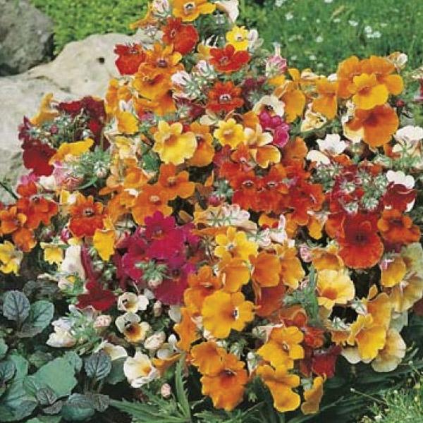 Nemesia Carnival Seed