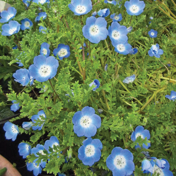 Nemophila Baby Blue Eyes