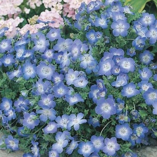 Nemophila Baby Blue Eyes Seed