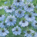 Nigella Love In A Mist - Miss Jekyll Seed