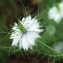 Nigella Love-in-a-Mist