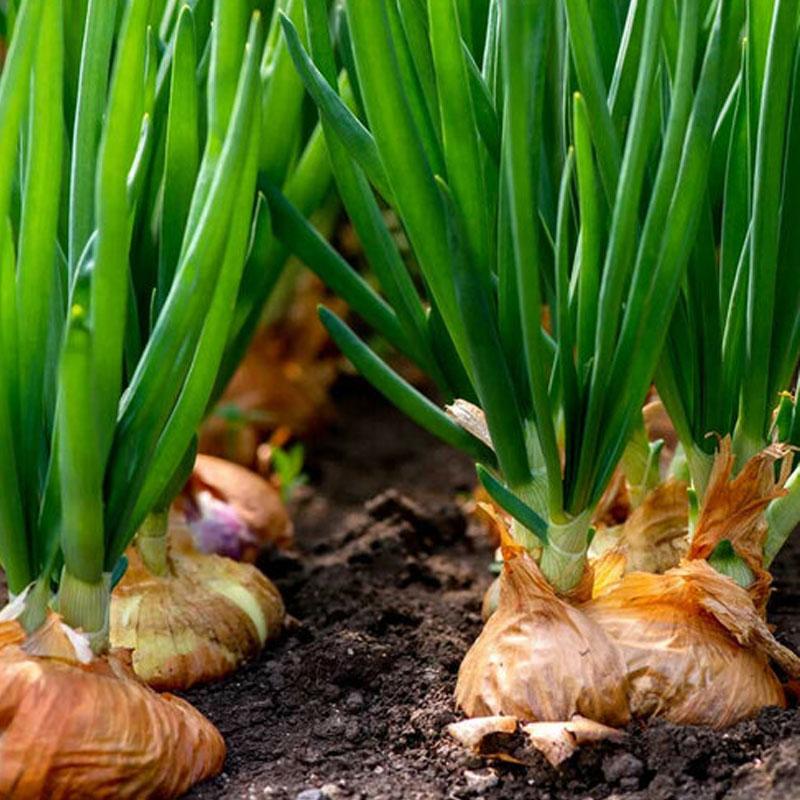 Onion Pukekohe Long Keeper Vegetable Punnet