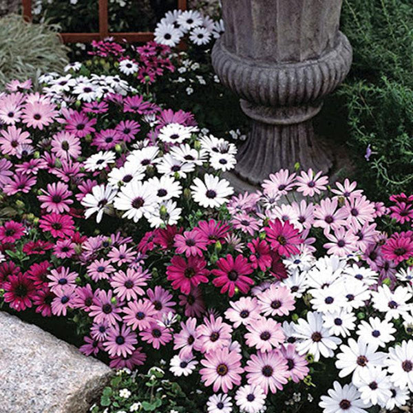 Osteospermum Passion Mix Flower Punnet