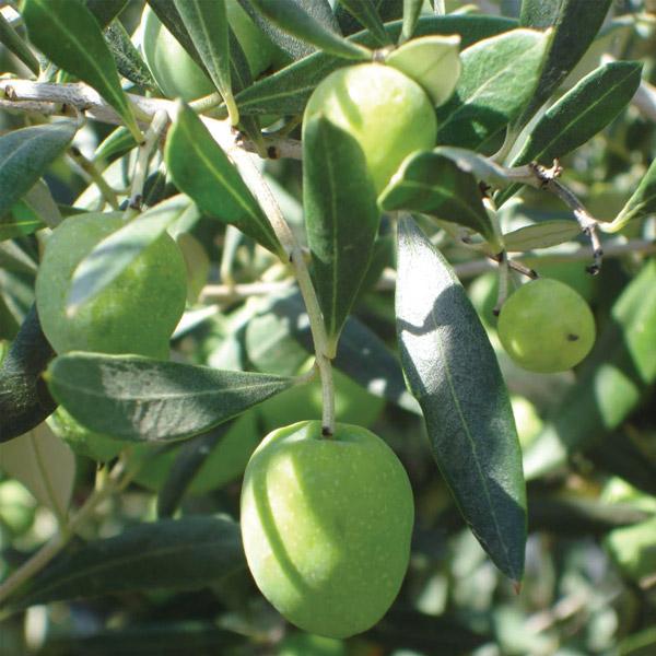 Olive Ascolano - 1.9L