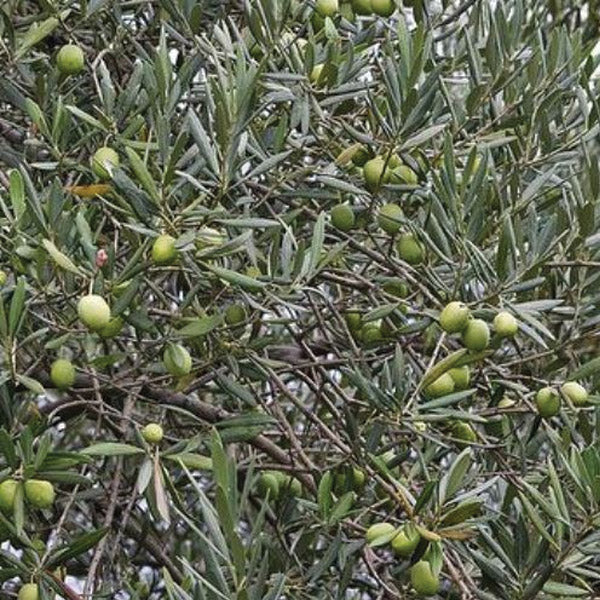 Olive J5 - 1.9L