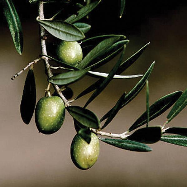 Olive Picual - 1.9L