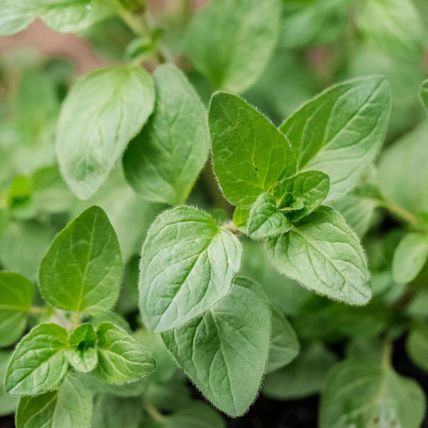 Oregano Officinalis - 12.5CM