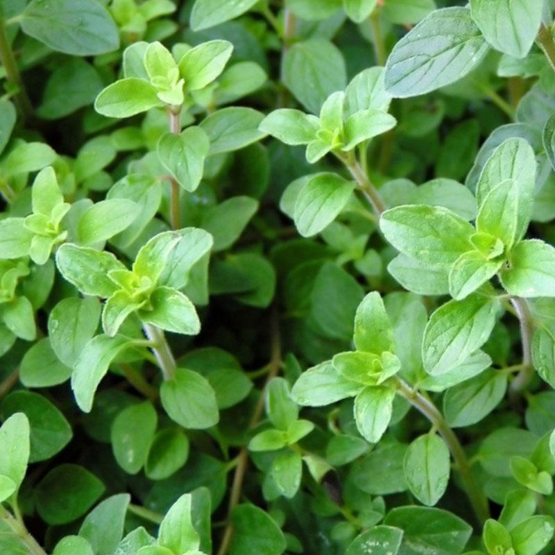 Oregano True Greek  - 10CM