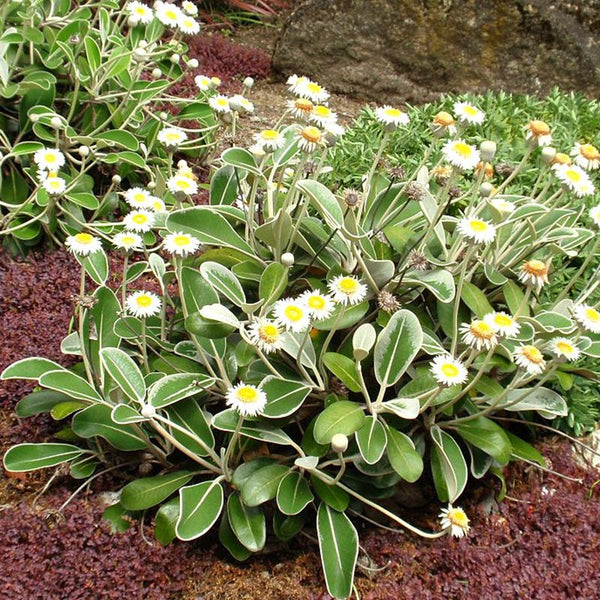 Pachystegia Insignus - 1.9L