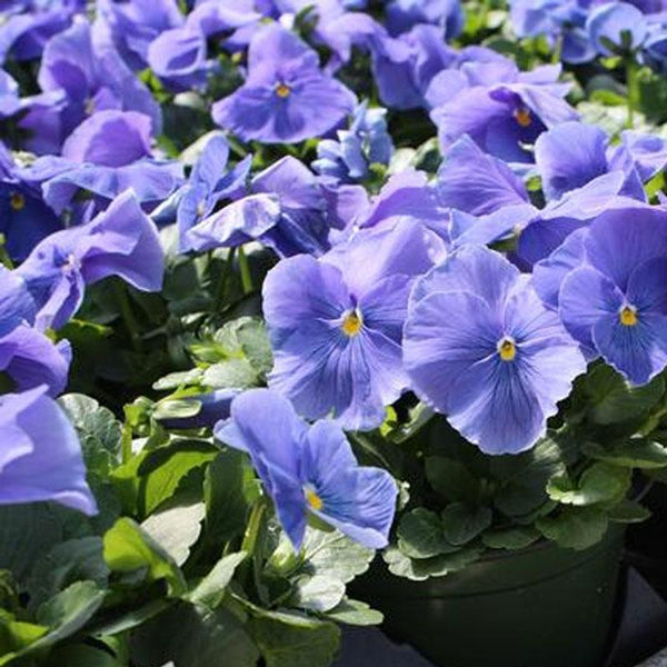 Pansy Blue Flower Punnet