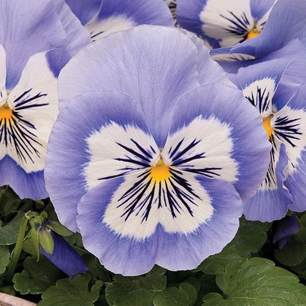 Pansy Cats Blue Flower Punnet