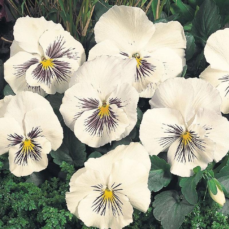 Pansy Cats White Flower Punnet
