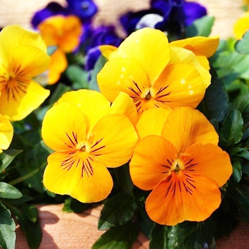 Pansy Cats Yellow Flower Punnet