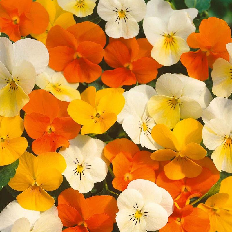Pansy Citrus Mix Flower Punnet