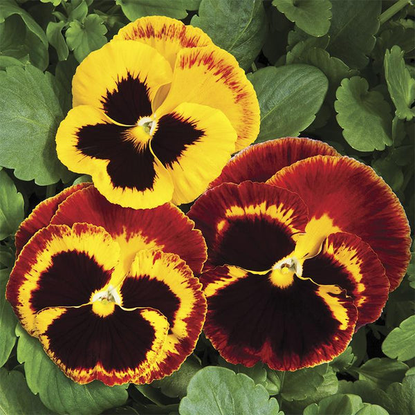 Pansy Fire Surprise Flower Punnet