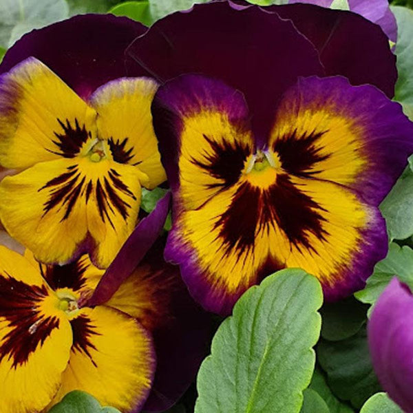 Pansy Karma Midnight Sun Flower Punnet