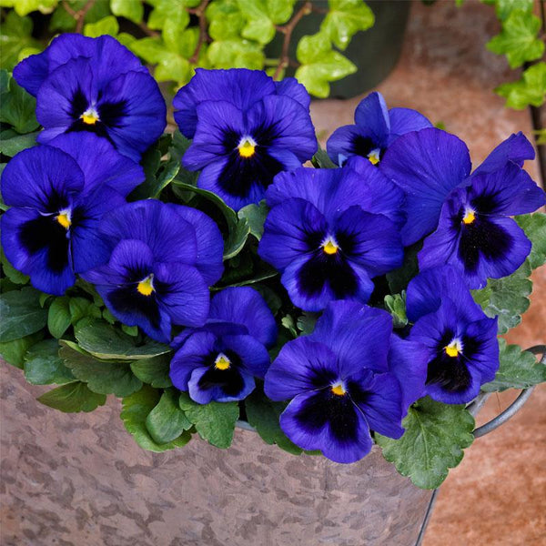 Pansy Large Flower Blue Blotch Flower Punnet