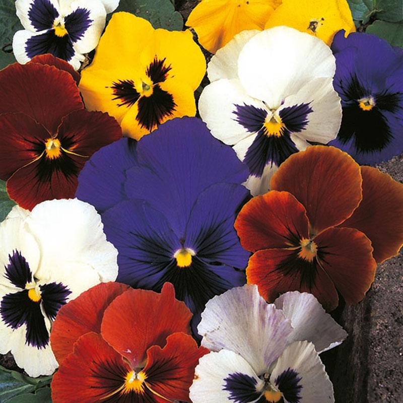 Pansy Large Flower Mix Flower Punnet