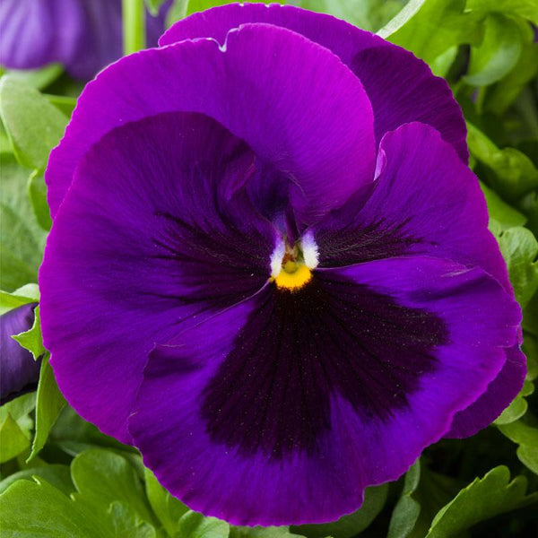 Pansy Large Flower Purple Blotch Flower Punnet