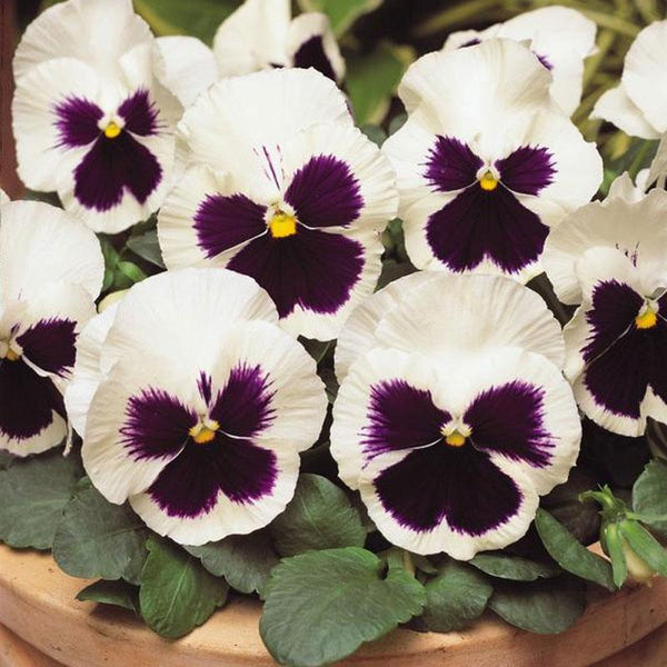 Pansy Large Flower White Blotch Flower Punnet