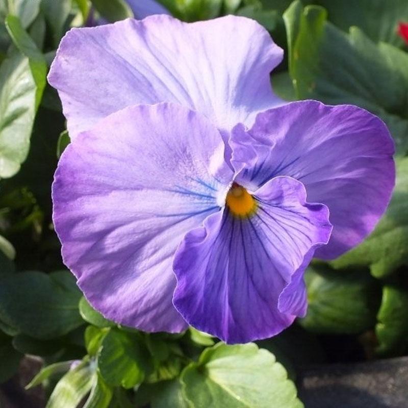Pansy Lavender Rose Flower Punnet