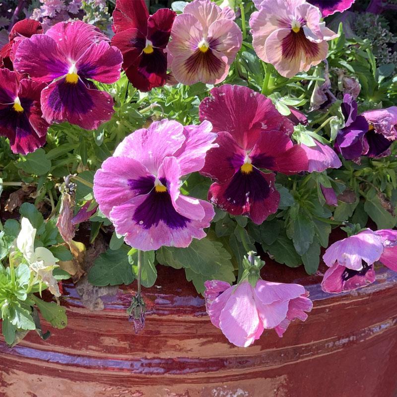 Pansy Monet Pastels Flower Punnet