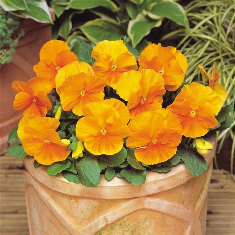 Pansy Orange Flower Punnet