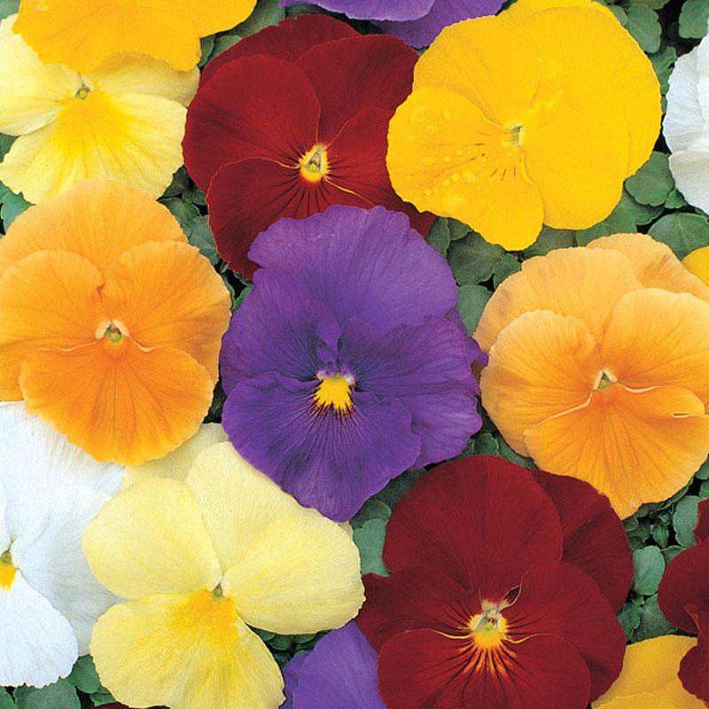 Pansy Patiola Mix Flower Punnet