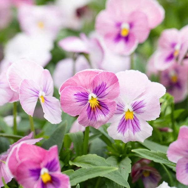 Pansy Pink Shades Flower Punnet