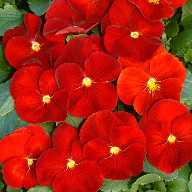 Pansy Red Flower Punnet