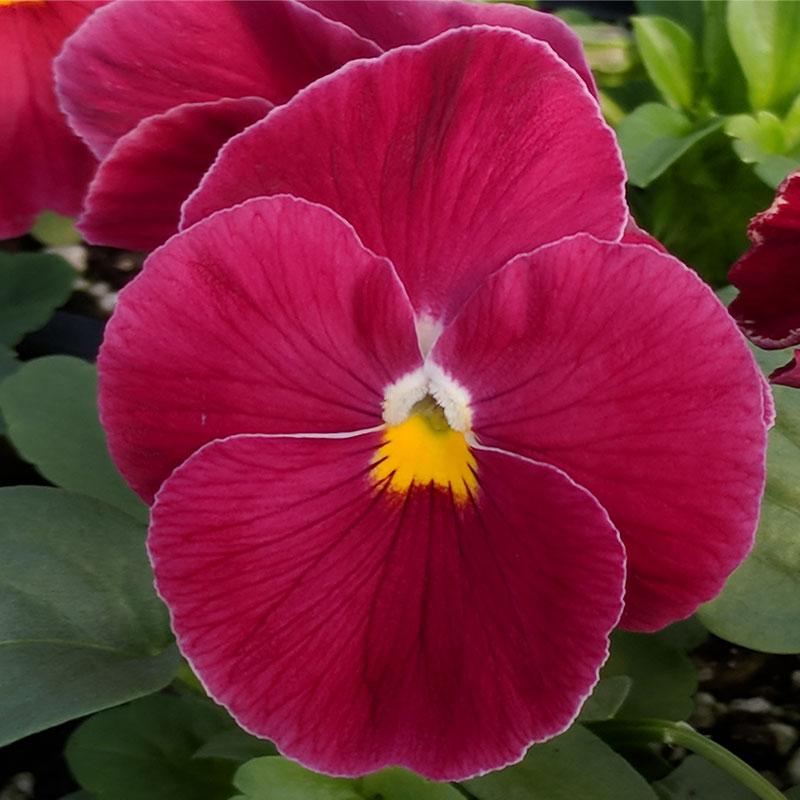 Pansy Rose Flower Punnet