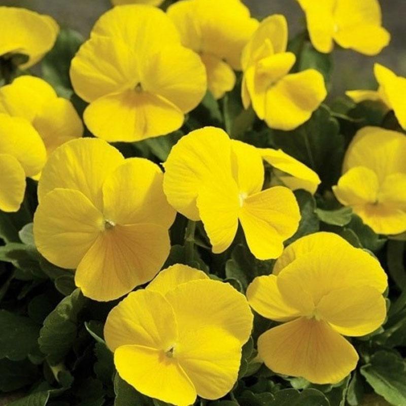 Pansy Yellow Flower Punnet