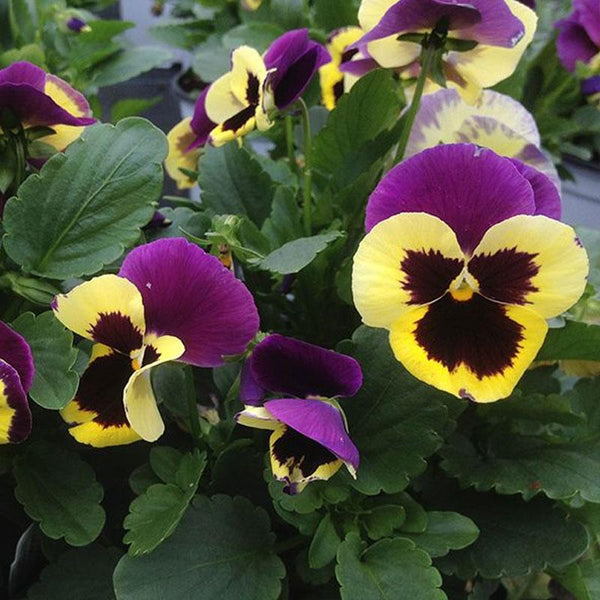 Pansy Yellow Purple Wing Flower Punnet