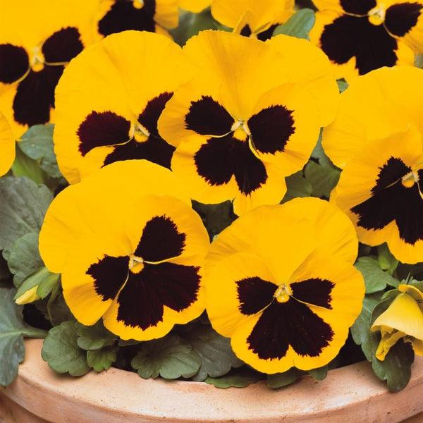 Pansy Large Flower Yellow Blotch Flower Punnet